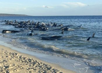 ‘The final result was good’: 130 whales rescued from mass beach stranding in Western Australia