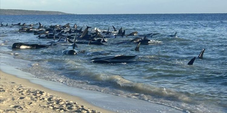‘The final result was good’: 130 whales rescued from mass beach stranding in Western Australia
