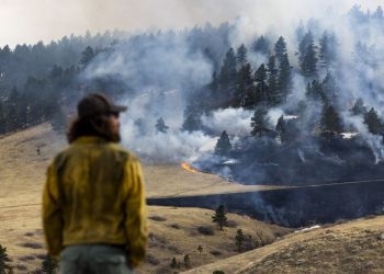 A plant that’s everywhere is fueling a growing risk of wildfire disaster