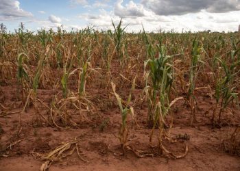 Tens of millions facing hunger and water shortages as extreme drought and floods sweep southern Africa