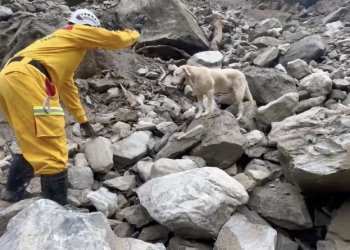 ‘Roger,’ overly playful dog who failed police academy, becomes star of Taiwan quake response