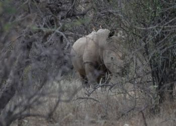 ‘Find my Friends for rhinos’: How high-tech tracking is keeping tabs on wildlife