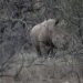 ‘Find my Friends for rhinos’: How high-tech tracking is keeping tabs on wildlife