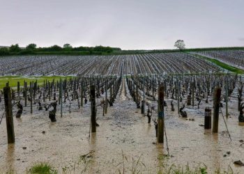 ‘Ping pong-sized’ hailstones ravage famous French wine region