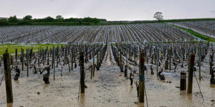 ‘Ping pong-sized’ hailstones ravage famous French wine region