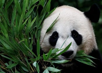 Panda express: First pair to enter the United States in 21 years takes off from China