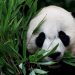 Panda express: First pair to enter the United States in 21 years takes off from China