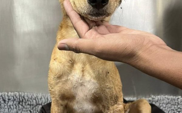 Indian tycoon Ratan Tata appeals for blood donations for sick puppy