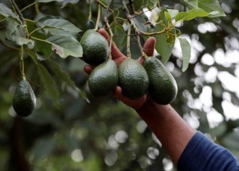 As cartels take a stake in ‘green gold,’ US and Mexico rethink how avocados reach American kitchens