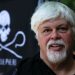 Veteran anti-whaling activist Paul Watson could be extradited to Japan after arrest in Greenland, his foundation says