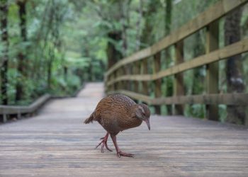 US reality show contestant kills and eats protected bird in New Zealand