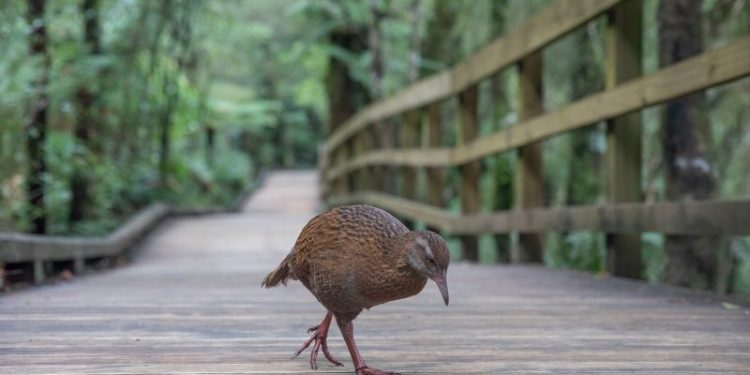 US reality show contestant kills and eats protected bird in New Zealand