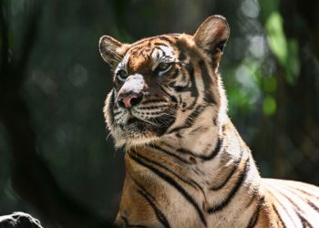 Malayan tiger teeters on ‘brink of extinction’ as spate of deaths sparks alarm