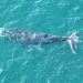 Whale tangled in fishing debris freed in Sydney Harbour