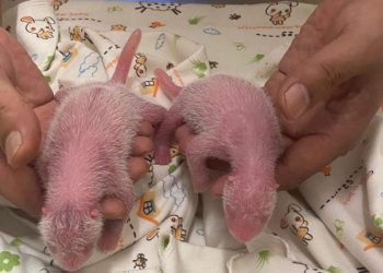 Oldest first-time panda mom gives birth to twins