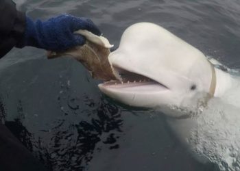 Celebrity ‘Russian spy’ whale found dead in Norwegian waters