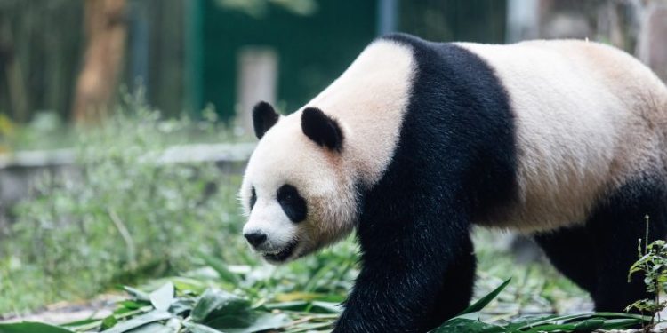 Panda pair arrive to VIP welcome in Hong Kong, as Beijing marks 75 years of communist China