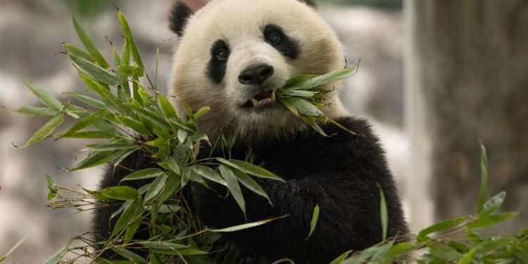 They’re cute, cuddly and coming to America: China’s newest panda diplomats headed for Washington