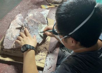 First-ever dinosaur fossils discovered in Hong Kong