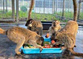 Nearly 1,000 endangered animals repatriated to Madagascar in anti-trafficking landmark