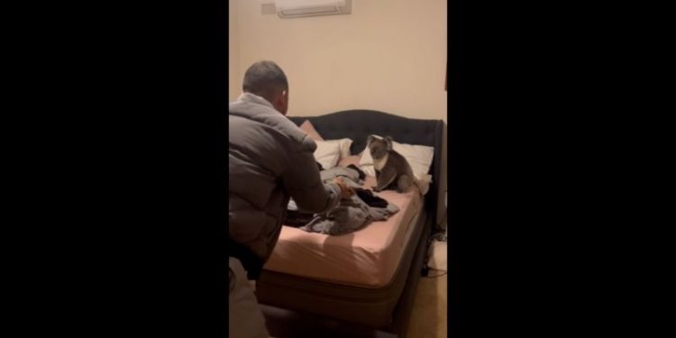 ‘Only in Australia’: Couple comes home to find koala in bed