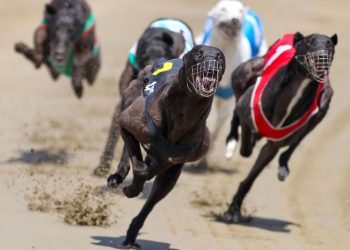 Greyhound racing is increasingly rare worldwide. New Zealand now plans to outlaw the practice
