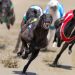 Greyhound racing is increasingly rare worldwide. New Zealand now plans to outlaw the practice