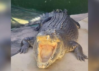 Burt, the huge Australian crocodile who had a cameo in ‘Crocodile Dundee,’ dies at 90