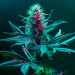 Cannabis Market Forecast: Top Trends That Will Affect Cannabis in 2025