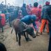 A mass animal sacrifice festival is underway in Nepal. Activists say it needs to stop