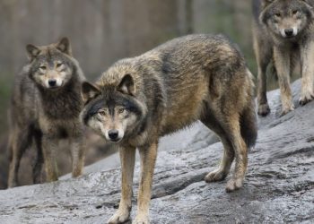 Sweden allows nearly 10% of wolf population to be killed. The government wants an even more drastic cull