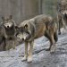 Sweden allows nearly 10% of wolf population to be killed. The government wants an even more drastic cull