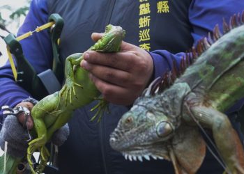 Taiwan plans to cull up to 120,000 green iguanas due to their negative impact on agriculture