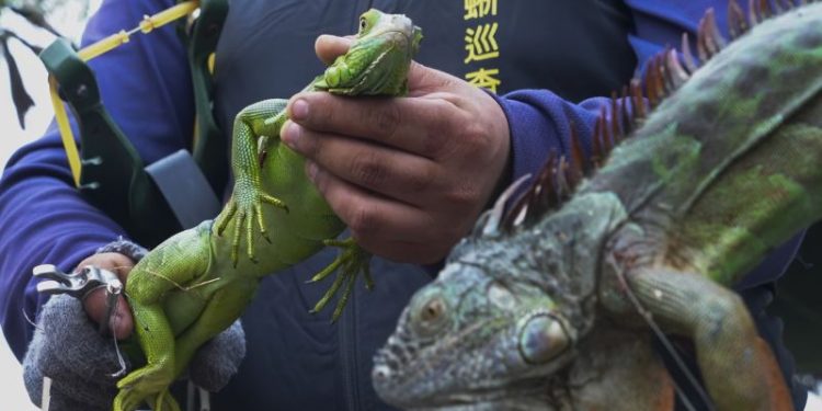 Taiwan plans to cull up to 120,000 green iguanas due to their negative impact on agriculture