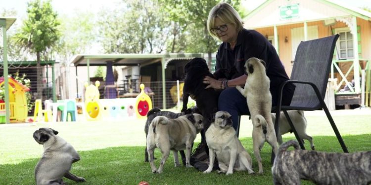 Pug life: A South African woman has rescued more than 2,500 of the lovable ‘clowns of the dog world’