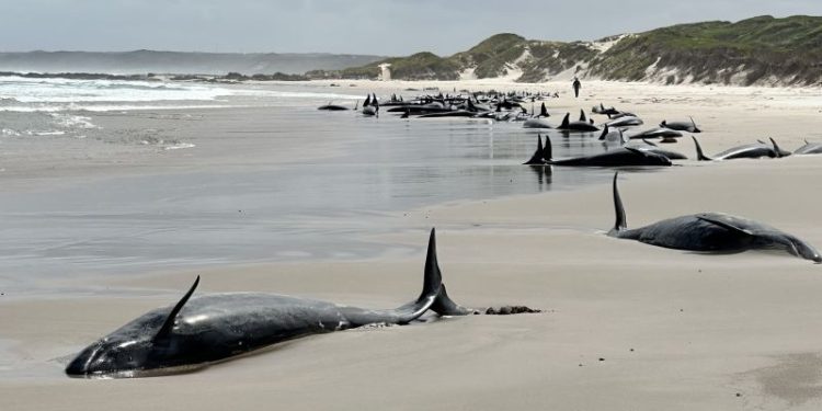 More than 150 whales are stranded off the coast of Tasmania