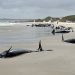 More than 150 whales are stranded off the coast of Tasmania
