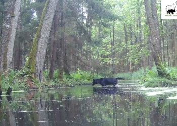 Rare black wolves caught on camera in Polish forest by wildlife researchers