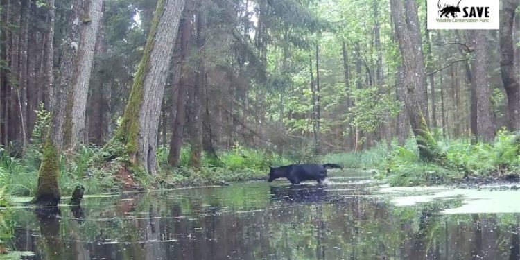 Rare black wolves caught on camera in Polish forest by wildlife researchers