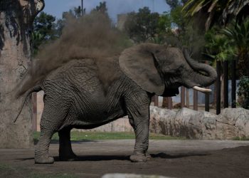Mexico’s Supreme Court orders zoo to improve conditions for Ely the elephant
