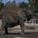 Mexico’s Supreme Court orders zoo to improve conditions for Ely the elephant