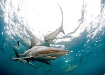 Shark attacked tourist as she tried to take its picture in Turks and Caicos, authorities say