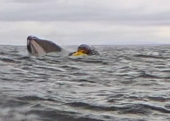 Humpback whale swallows and spits out kayaker in incident captured on camera