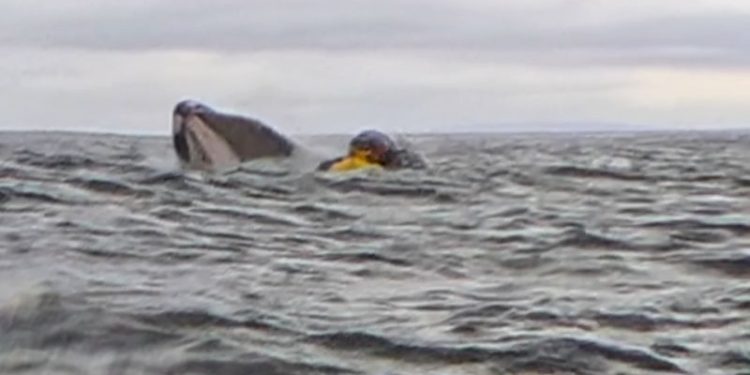 Humpback whale swallows and spits out kayaker in incident captured on camera
