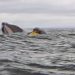 Humpback whale swallows and spits out kayaker in incident captured on camera