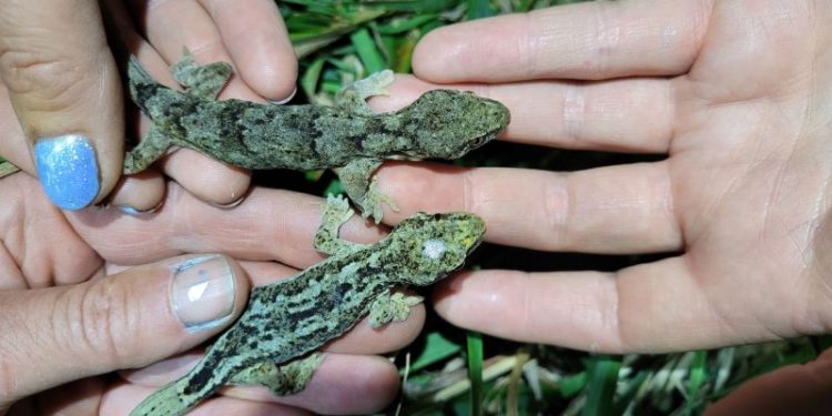 These 60-year-old geckos could be the world’s oldest