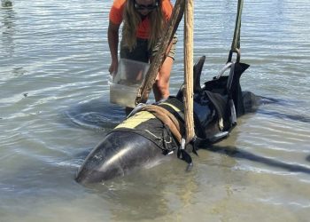 One moment, calm waters. The next, a 900-pound dolphin landed on their boat