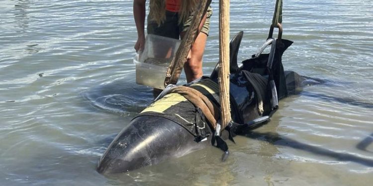 One moment, calm waters. The next, a 900-pound dolphin landed on their boat