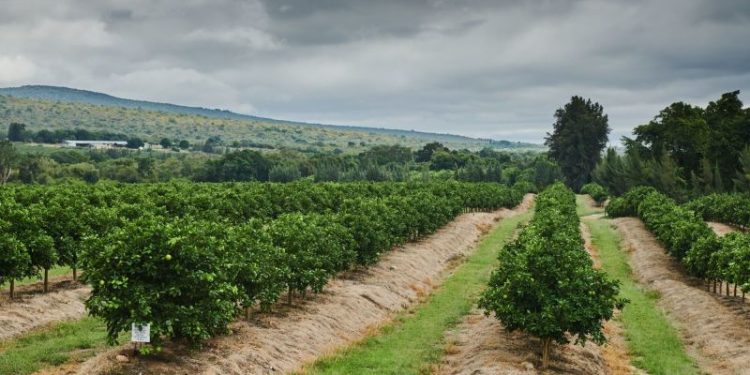 Trump wants to protect South Africa’s White farmers. But potential changes to trade privileges would hurt them