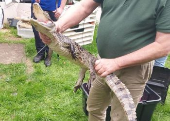Police seize caiman during drugs and weapons raid